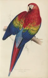 Illustrations of the Family of Psittacidae, or Parrots, Plate 7
